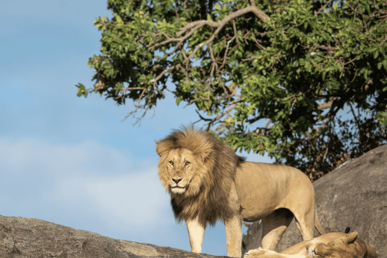 Arusha: 5-dagars safari i Serengeti, Ngorongoro och Natronsjön