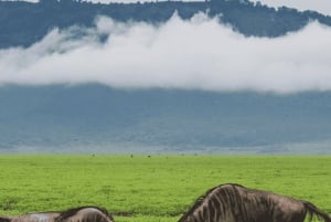 Arusha: 5 päivän safari Serengetiin, Ngorongoroon ja Natron-järvelle