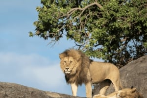 Arusha: 5 päivän safari Serengetiin, Ngorongoroon ja Natron-järvelle