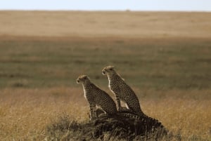 Arusha: 5 päivän safari Serengetiin, Ngorongoroon ja Natron-järvelle