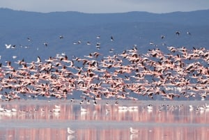 Arusha: 5 päivän safari Serengetiin, Ngorongoroon ja Natron-järvelle