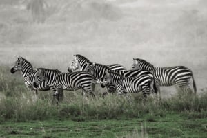 Arusha: 5 päivän safari Serengetiin, Ngorongoroon ja Natron-järvelle