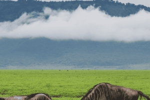 Arusha: 5-dagars safari i Serengeti, Ngorongoro och Natronsjön