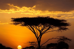 Arusha: 5-dagars safari i Serengeti, Ngorongoro och Natronsjön