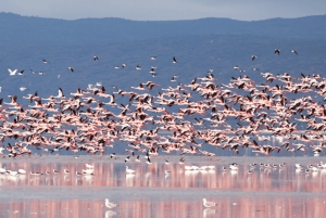 Arusha: 5-dagars safari i Serengeti, Ngorongoro och Natronsjön