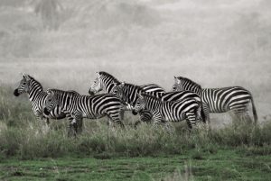 Arusha: 5-dagars safari i Serengeti, Ngorongoro och Natronsjön