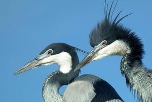 5 Tage Gruppenreise „Big 5 Exploration”