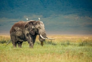 5 Tage Gruppenreise „Big 5 Exploration”