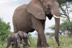 Arusha: Safari de 5 días al lago Manyara, Serengeti y Ngorongoro