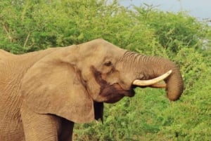 Arusha: Safari de 5 días al lago Manyara, Serengeti y Ngorongoro