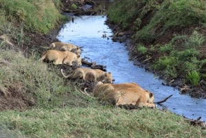Arusha: Safari de 5 días al lago Manyara, Serengeti y Ngorongoro