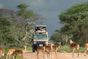 Arusha: 4 dagar Serengeti och Ngorongoro och Tarangire