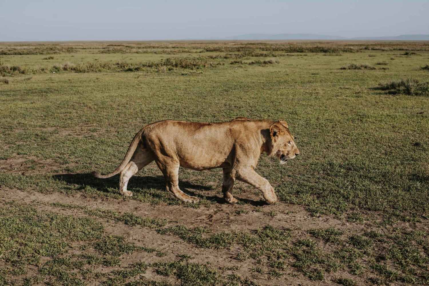 Arusha: 6-dagers safari i mellomklassen med stor migrasjon