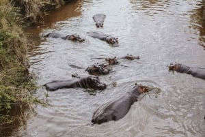 Arusha: 6-dagars safari i mellanklassen med den stora migrationen