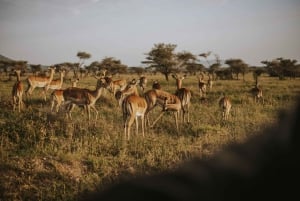 Arusha: 6-dagars safari i mellanklassen med den stora migrationen