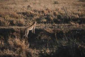 Arusha: 6-dagars safari i mellanklassen med den stora migrationen