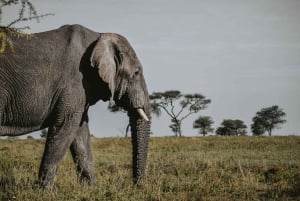 Arusha: 6-dagars safari i mellanklassen med den stora migrationen