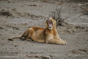 Arusha: 6-dagars safari i mellanklassen med den stora migrationen