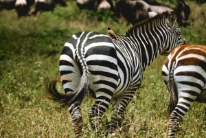 Arusha: 6-dagars safari i mellanklassen med den stora migrationen