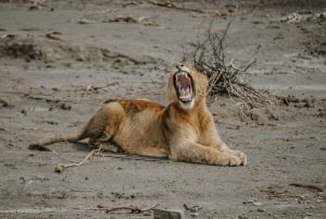 Arusha: 6-dagers safari i mellomklassen med stor migrasjon