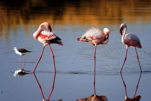 Arusha: 6-Day Ngorongoro Highlands Trek with Lake Natron