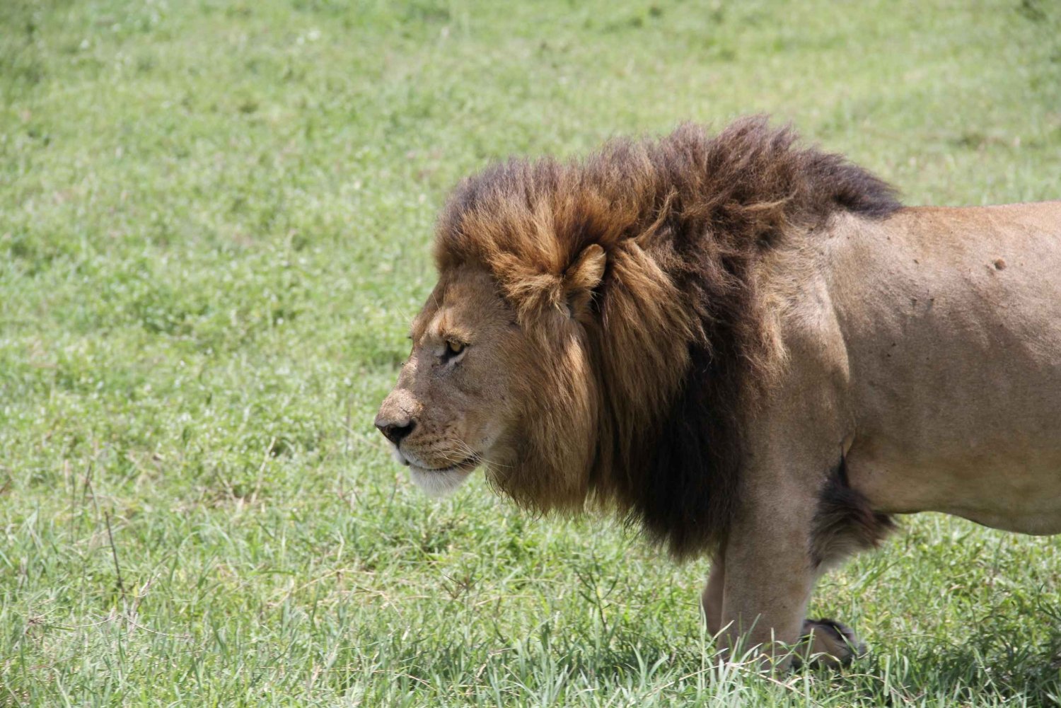 Arusha: 6-dagars safari till Tarangire, Lake Manyara och ...