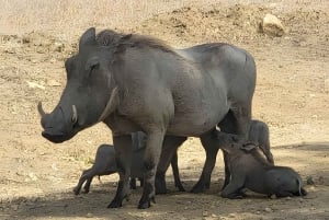 Zanzibar : baignade avec les tortues et visite du sanctuaire de la grotte de Salaam