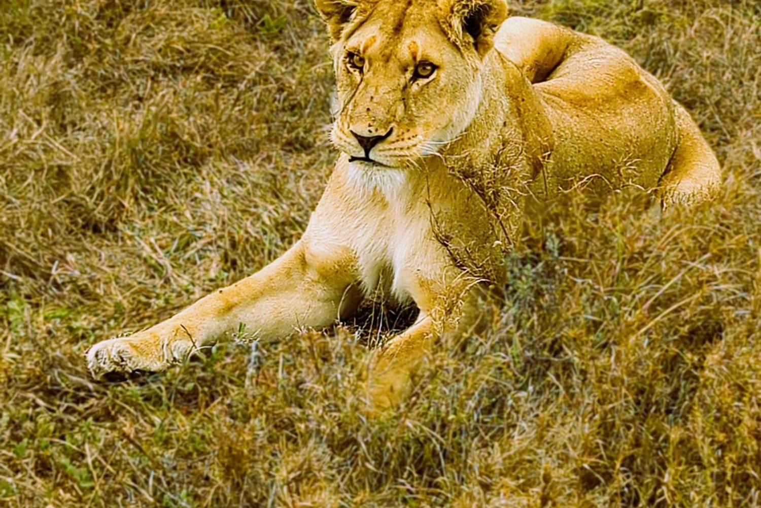 Arusha: 6-tägige Serengeti und Ngorongoro Krater Safari