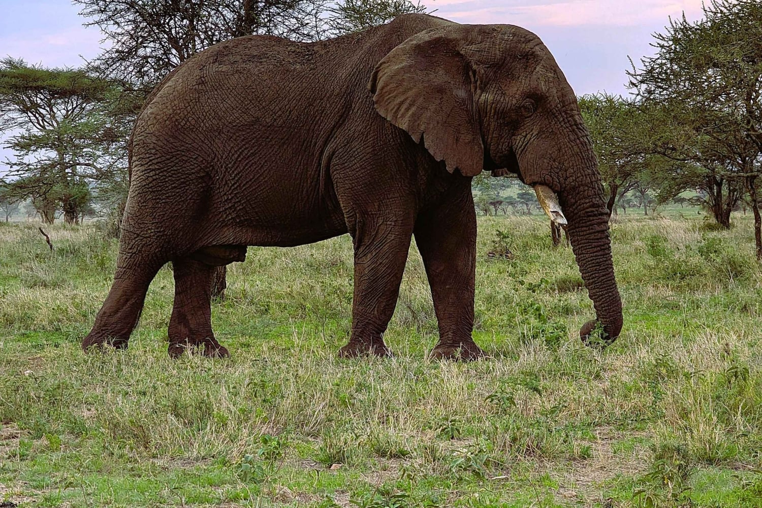 Arusha: 6-tägige Serengeti und Ngorongoro Krater Safari