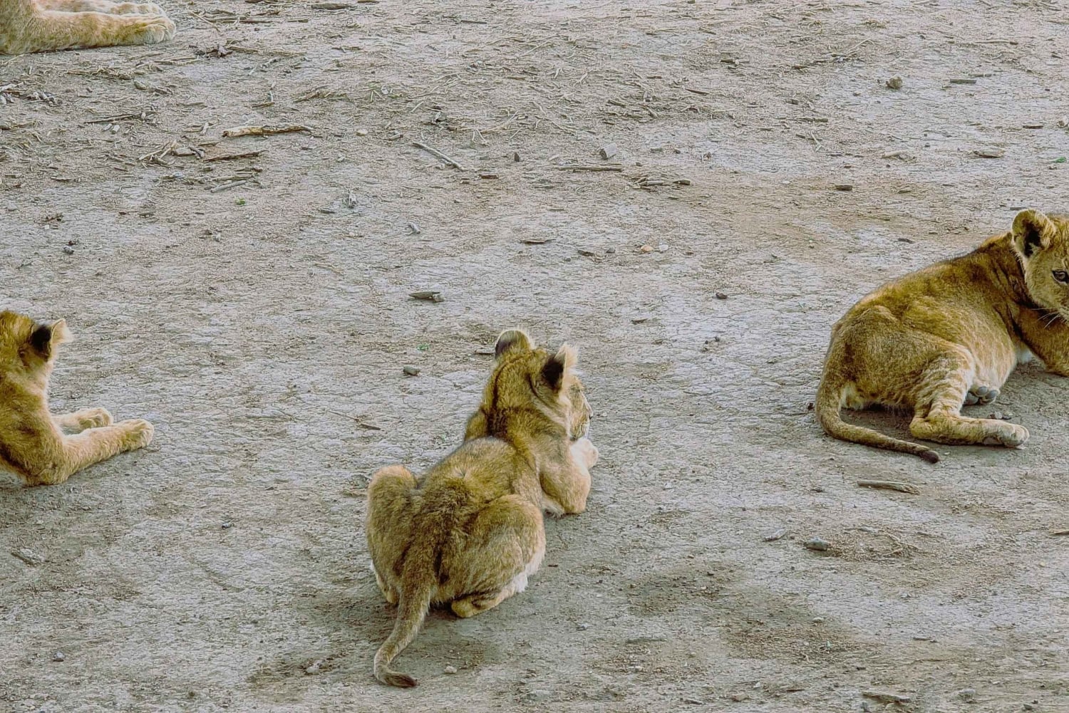 Arusha: 6-tägige Serengeti und Ngorongoro Krater Safari