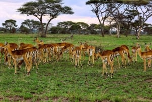 Arusha: 6-tägige Serengeti und Ngorongoro Krater Safari