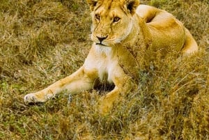 Arusha: 6-tägige Serengeti und Ngorongoro Krater Safari