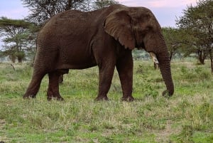 Arusha: 6-tägige Serengeti und Ngorongoro Krater Safari