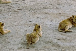 Arusha: 6-tägige Serengeti und Ngorongoro Krater Safari