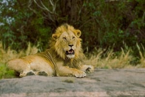 Arusha: 6-tägige Serengeti und Ngorongoro Krater Safari