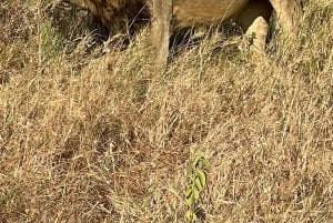 Arusha: 6-tägige Serengeti und Ngorongoro Krater Safari
