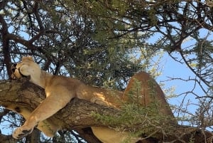 Arusha: 6-tägige Serengeti und Ngorongoro Krater Safari