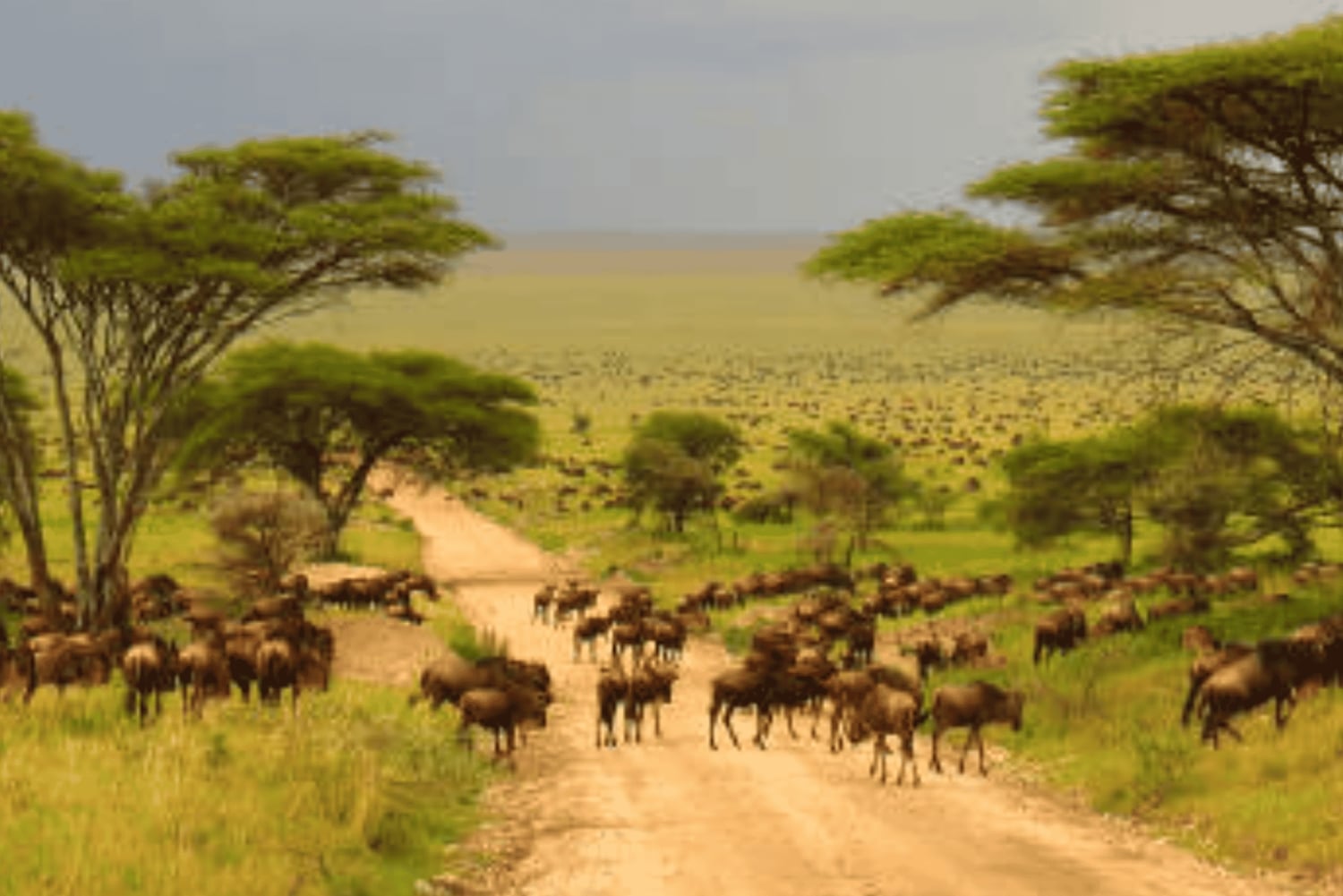 Arusha: safári de 6 dias no Serengeti, Ngorongoro e rio Mara