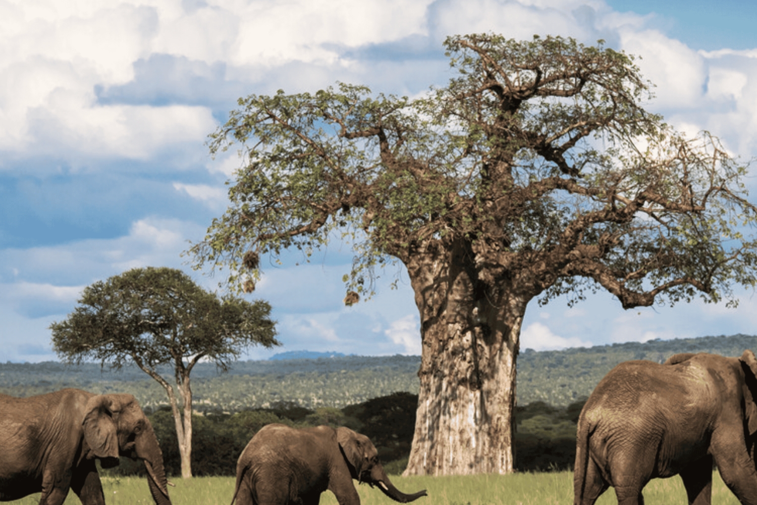 Arusha: safári de 6 dias no Serengeti, Ngorongoro e rio Mara