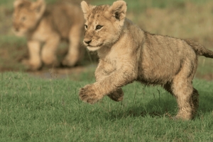 Arusha: safári de 6 dias no Serengeti, Ngorongoro e rio Mara