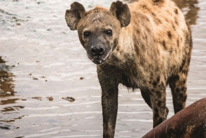 Arusha: Safari di 6 giorni nel Serengeti con visita al villaggio Masai