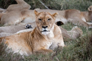 Arusha: Safari di 6 giorni nel Serengeti con visita al villaggio Masai