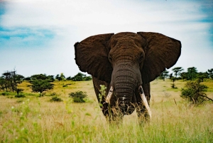 Arusha: Safari di 6 giorni nel Serengeti con visita al villaggio Masai