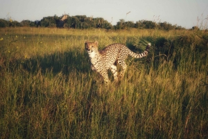 Arusha: Safari di 6 giorni nel Serengeti con visita al villaggio Masai