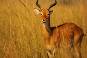 Arusha: Safari di 6 giorni nel Serengeti con visita al villaggio Masai