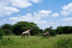 Arusha: Safari di 6 giorni nel Serengeti con visita al villaggio Masai