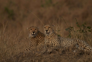 Arusha: Safari di 6 giorni nel Serengeti con visita al villaggio Masai