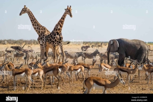 Arusha: Safári de 6 dias na Tanzânia com 2 noites no Serengeti