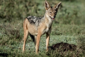 Arusha: Safári de 6 dias na Tanzânia com 2 noites no Serengeti