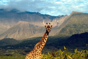 Arusha: Safári de 6 dias na Tanzânia com 2 noites no Serengeti